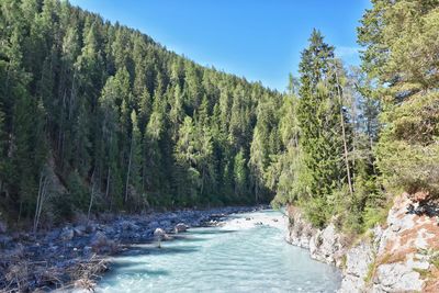 Scenic view of river amidst trees in forest