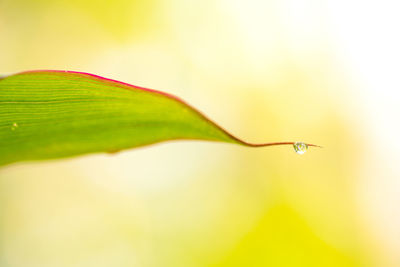 Close-up of wet plant leaves