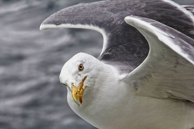 Close-up of seagull with spread wings