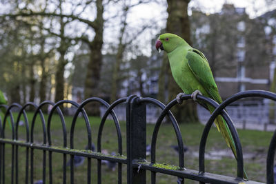 Close-up of green parrot perching on metal fence in st. james park