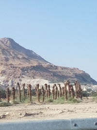 Scenic view of landscape against clear sky