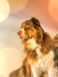 Close-up of a dog looking away