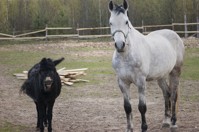 Horses standing on field