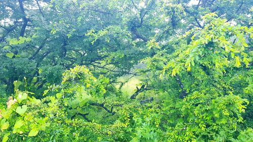 High angle view of trees in forest