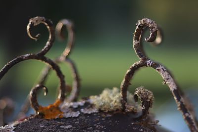 Close-up of rusty metal