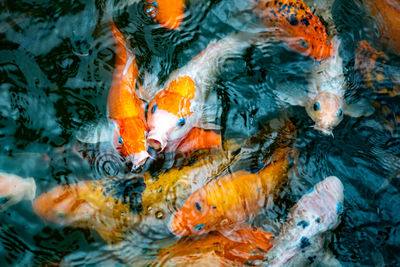 High angle view of koi carps swimming in sea