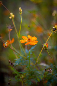 Close-up of yellow flowering plant