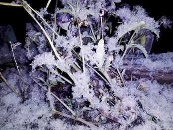 Close-up of frozen plants during winter