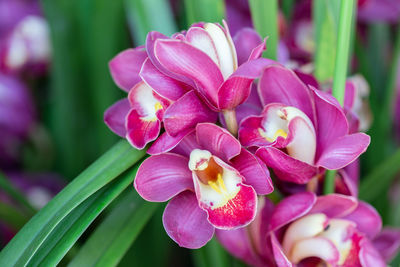 Close-up of pink flowering plant