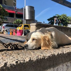 Close-up of dog relaxing outdoors