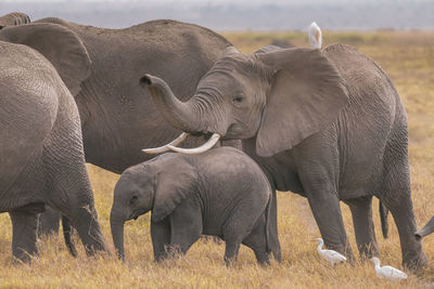 Full length of elephant on field