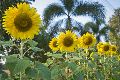Close-up of yellow sunflowers