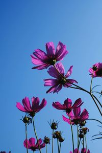 Low angle view of pink flowering plant against clear blue sky