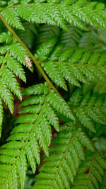 Full frame shot of green leaves