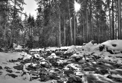 Trees in forest during winter