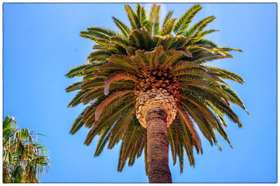 Low angle view of palm tree against clear blue sky