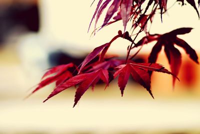 Close-up of maple leaves on branch