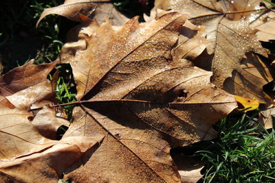 Close-up of dry leaves fallen on plant