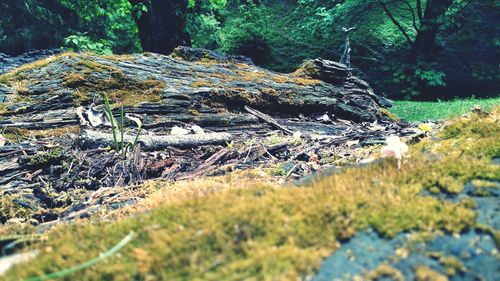 Close-up of tree in forest