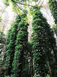 Low angle view of plants growing on tree