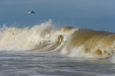 Seagull flying over sea