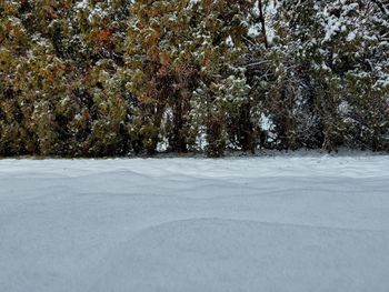 Trees on snow covered land