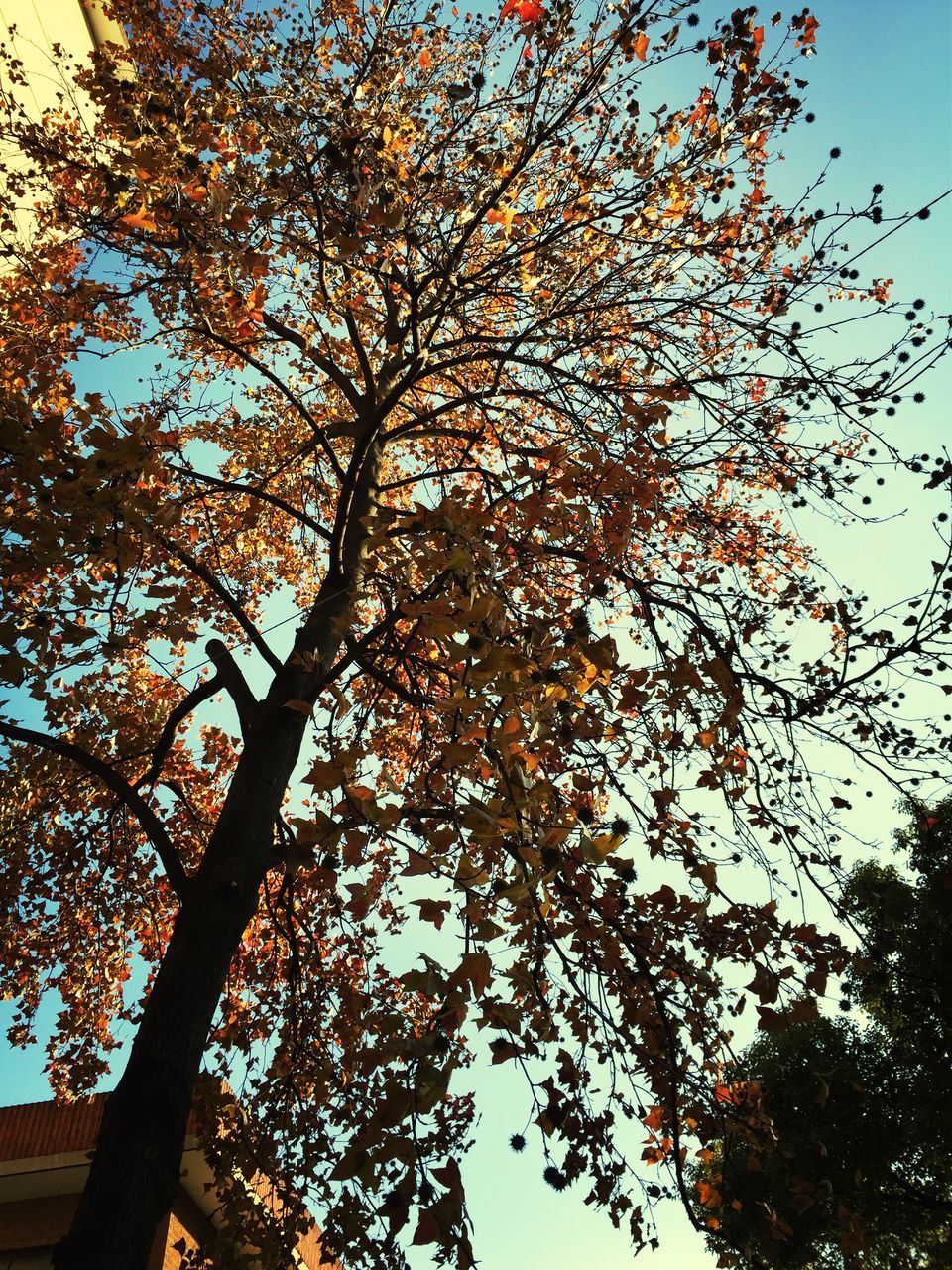 tree, low angle view, branch, growth, autumn, nature, clear sky, tranquility, beauty in nature, change, sky, scenics, leaf, no people, outdoors, tranquil scene, yellow, sunlight, day, tree trunk