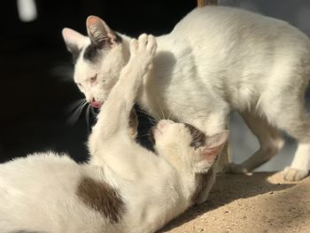 Close-up of cat lying down