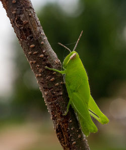 Close up grasshopper perched on tree trunk