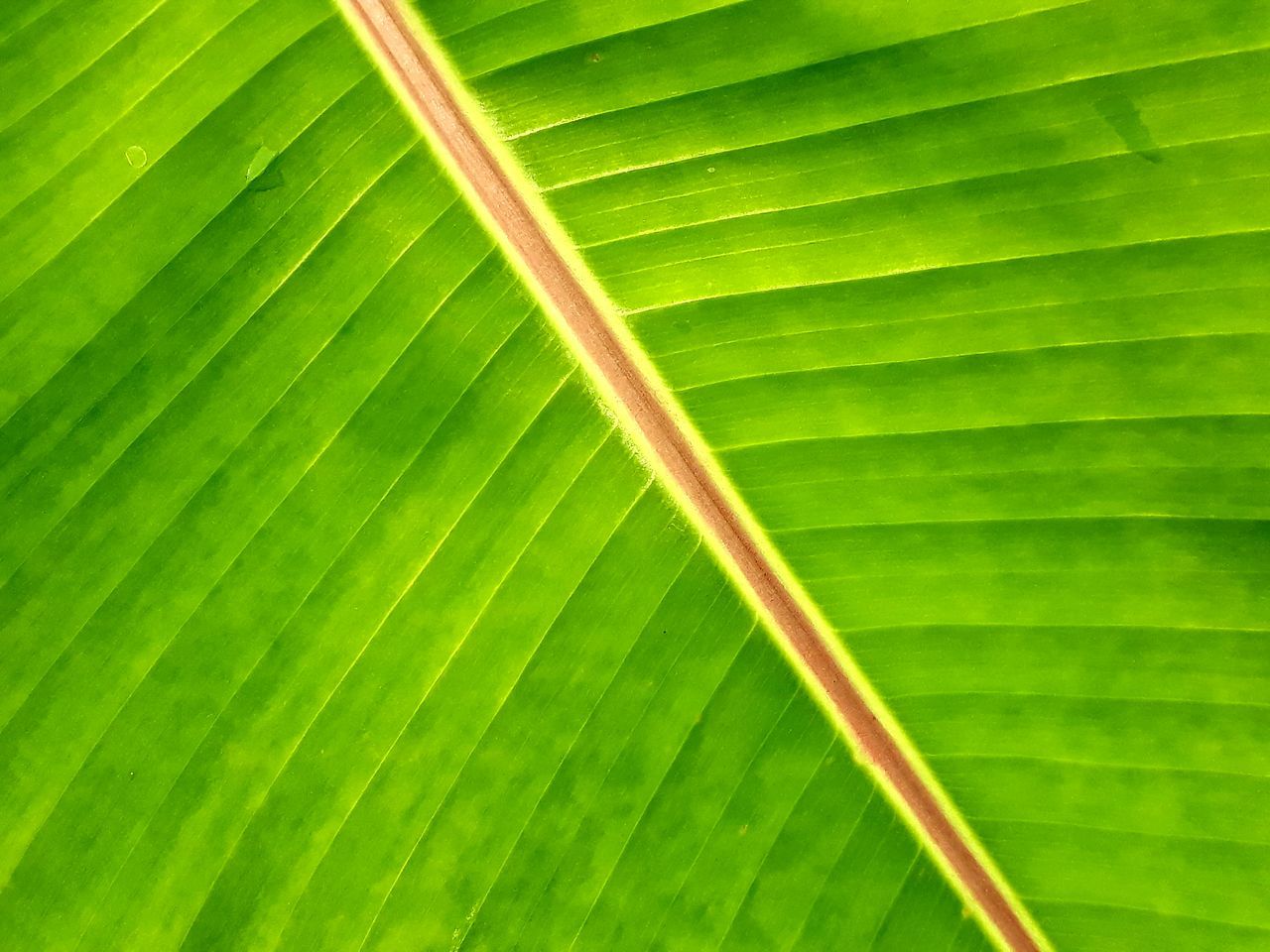 leaf, green, plant part, banana leaf, palm leaf, plant, close-up, palm tree, tropical climate, nature, no people, backgrounds, beauty in nature, pattern, full frame, leaf vein, growth, yellow, sunlight, tree, flower, frond, freshness, textured, environment, outdoors, line, grass, botany, striped, leaves, plant stem, macro, day