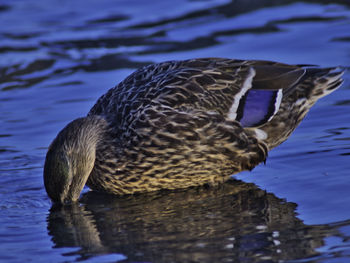 Close-up of duck swimming in sea