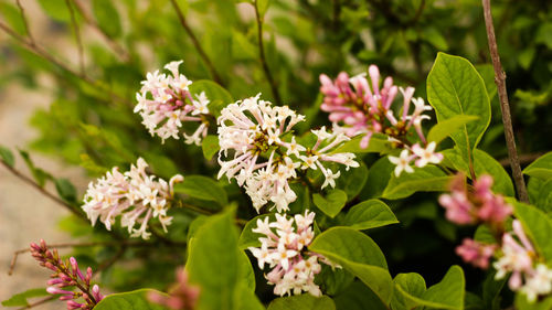 Close-up of flowers blooming outdoors