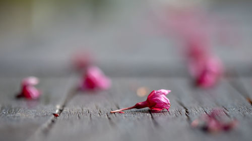 Close-up of pink flowers on wood