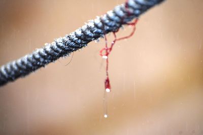 Close-up of water drop on twig