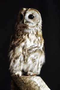 Close-up portrait of owl against black background