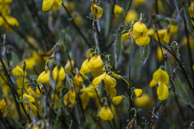 Close-up of yellow flowering plants