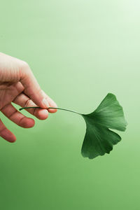 Close-up of hand holding leaf over white background