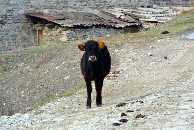 Horse on dirt road