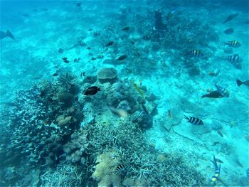 Fishes swimming in sea