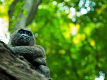 Monkey sitting on a tree