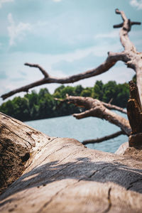 Driftwood on tree trunk against sky