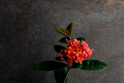 Close-up of flowering plant