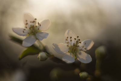 Close-up of white flowers blooming outdoors