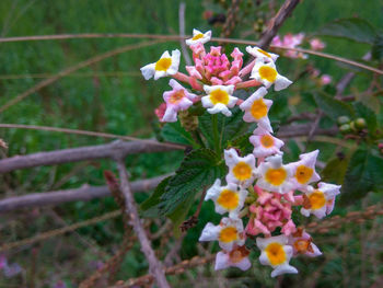 Close-up of flowering plant