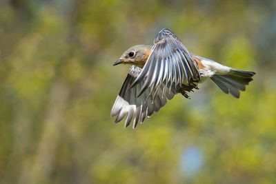 Close-up of bird flying