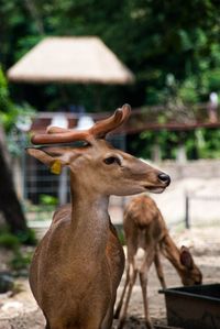 Deer against blurred background