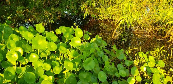 Full frame shot of plants