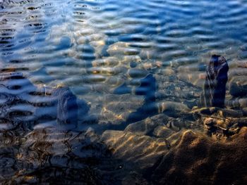 Reflection of trees in water