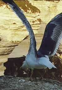 Close-up of duck in water