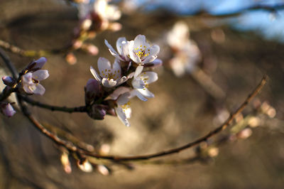 Close-up of white cherry blossom tree
